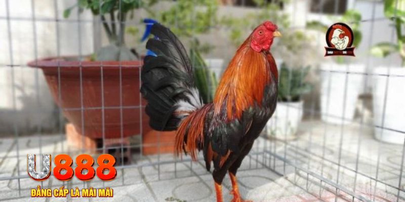 mcw858 game máy bay nổ hũ